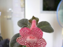 Kohleria '小桃紅'