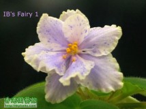 IB's Fairy三姐妺