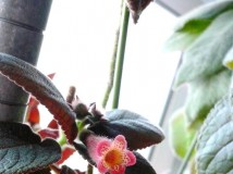 Kohleria 'Trinidad'