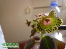 K. Digitaliflora - 多謝kariek嘅分享