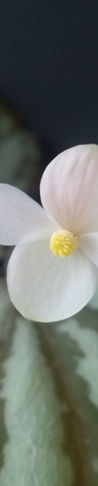 Begonia luzonensis