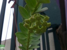 Hoya cumingiana就開花