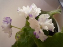 violet 2012 - 最愛通透的花瓣