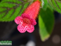 Kohleria peridot's kitlope