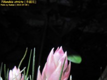 [ 空氣鳳梨 ]Tillandsia stricta -- 多國花