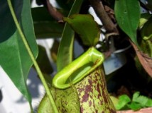 Nepenthes 'Hookeriana' (spotted, green)