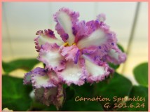 Carnation Sprinkles (康乃馨噴點)