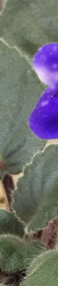 Ness' Blueberry Puff "12/8 - 第二轉噴點花~~#53"
