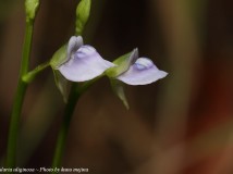 Utricularia uliginosa 濕地挖耳草 (香港野外記錄)