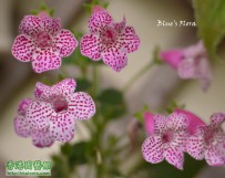 艳斑苣苔 Kohleria 'Jessica'