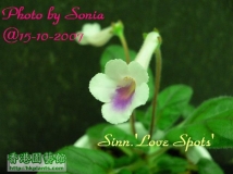 Sinn. 'Love Spots'