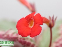 Episcia Pink Shimmer Valley