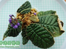 垂花蛛毛苣苔(Paraboea nutans)